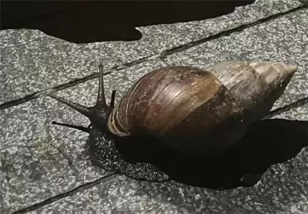 ������ţ����������1��Ůͯ�Ӵ���ˣ����������