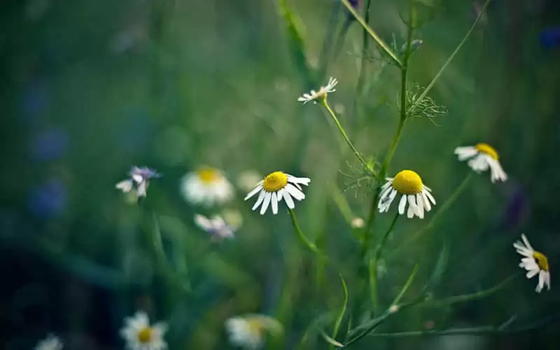 ��һ���Ӷ�������ı���С��
