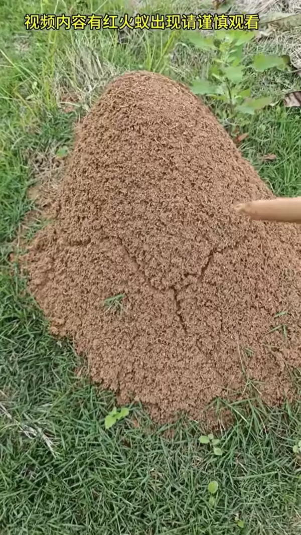 ��������С����ǧ���� ������ɥ��