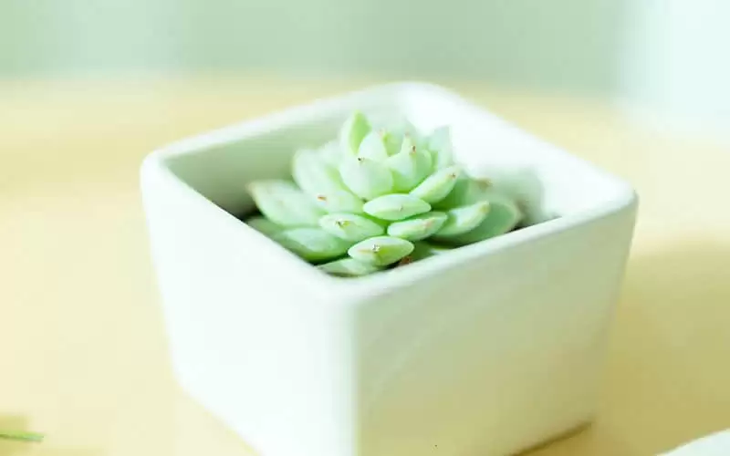 �������ڳ���ҵһ�췢һ�������ӵ�����