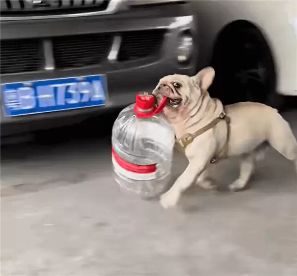 ��ƿ����10��С���ɱ������Żﶢ�� �����˱��ǳ�����סַ��˽����Ϣ