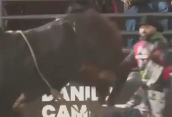 ����ţ�о���������˲�䣺���ֱ���ţ˦�� ��غ����̤����