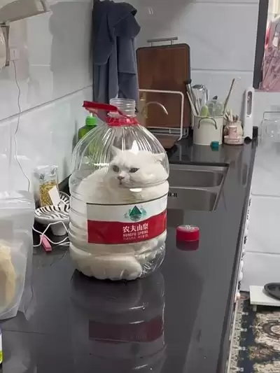 Һ��èAPP������ѯ�������