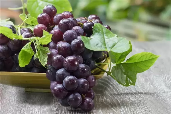 ����Ƥ�ϵİ�˪������ũҩ����������ҿ�