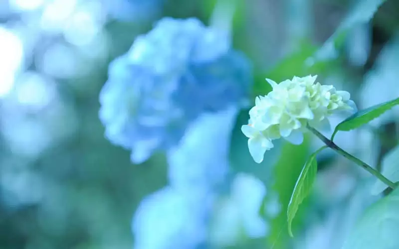 "�ܾ����ǵ��İ��̾� "