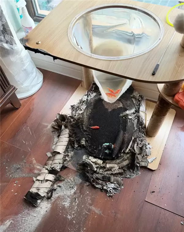 老人在猫爬架透明碗里养鱼 聚光引燃猫爬架 水又浇灭火_wishdown.com 老人在猫爬架透明碗里养鱼 聚光引燃猫爬架 水又浇灭火_wishdown.com