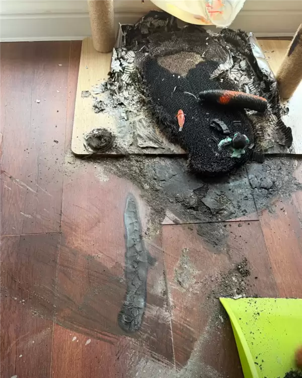 ������è����͸���������� �۹���ȼè���� ˮ�ֽ����