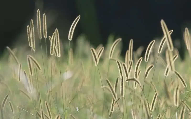 快乐水的梗来了喝奶茶时就用它_wishdown.com 快乐水的梗来了喝奶茶时就用它_wishdown.com