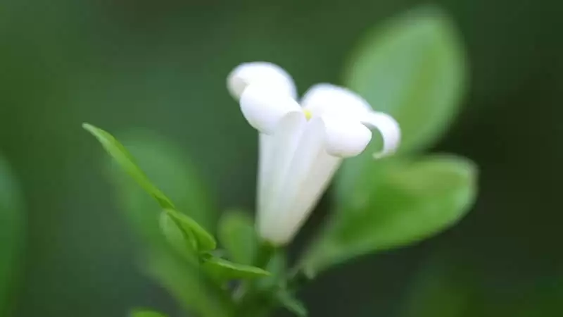 ��������ܲ����������ץ��ס�����������ѹ�