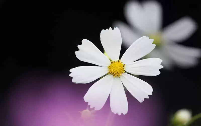 �ʺ����Ϸ��ĸɾ�������������