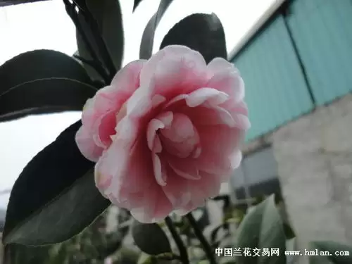 �컷�軨�ỡ�̵�������ʲô