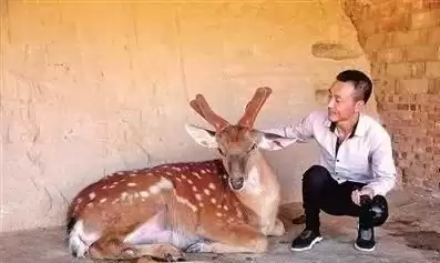 心动小镇梅花鹿怎么介绍新手完整版攻略_wishdown.com 心动小镇梅花鹿怎么介绍新手完整版攻略_wishdown.com
