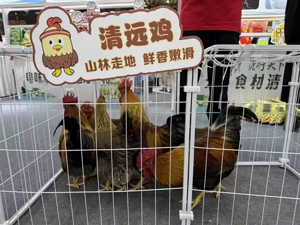 包下十几片山头养鸡!京东生鲜“包园”清远跑步鸡,每只鸡多返3元给农户_wishdown.com 包下十几片山头养鸡!京东生鲜“包园”清远跑步鸡,每只鸡多返3元给农户_wishdown.com