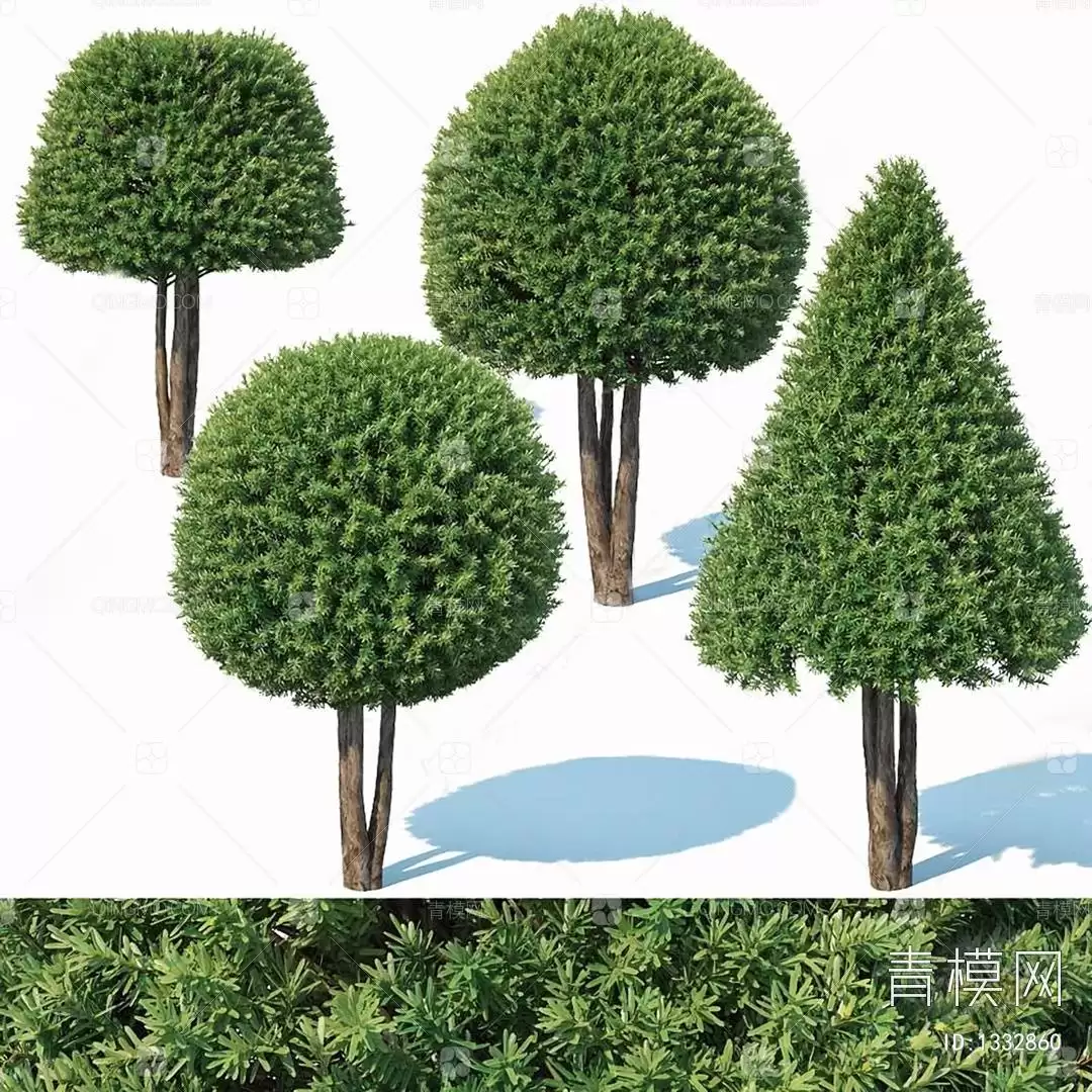 C4D��Ҷģ��������ͼ�̳�