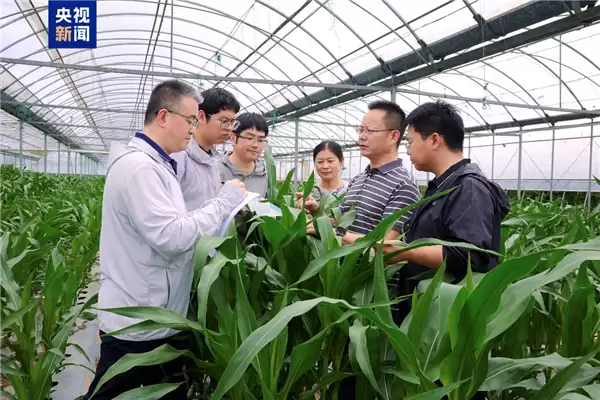 降低大豆进口依赖!我国实现高蛋白玉米自主育种:成功克隆THP3-T基因_wishdown.com 降低大豆进口依赖!我国实现高蛋白玉米自主育种:成功克隆THP3-T基因_wishdown.com
