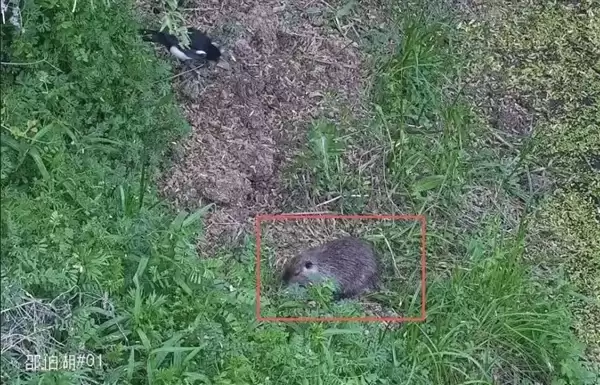 ����һ�ؾ��֡��������󡱣�ϵ�����������ֺ�����Σ������