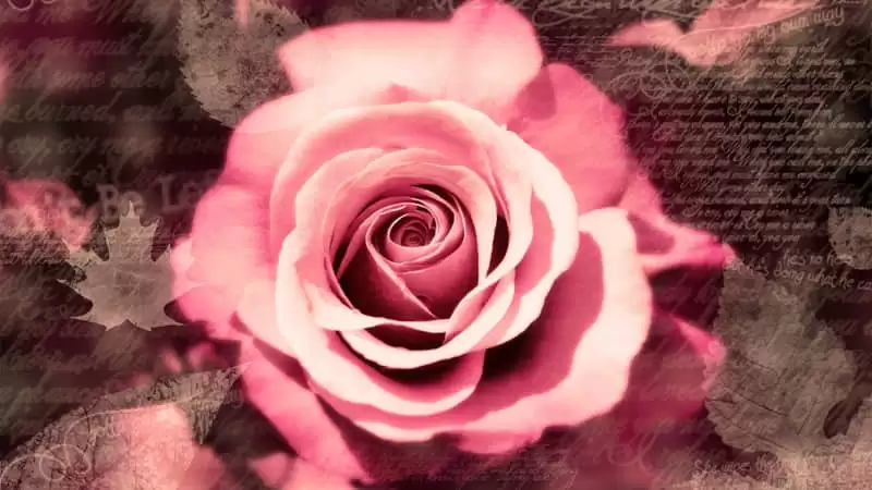 �Ѷ��һ��ܰѶԷ�Ц��
