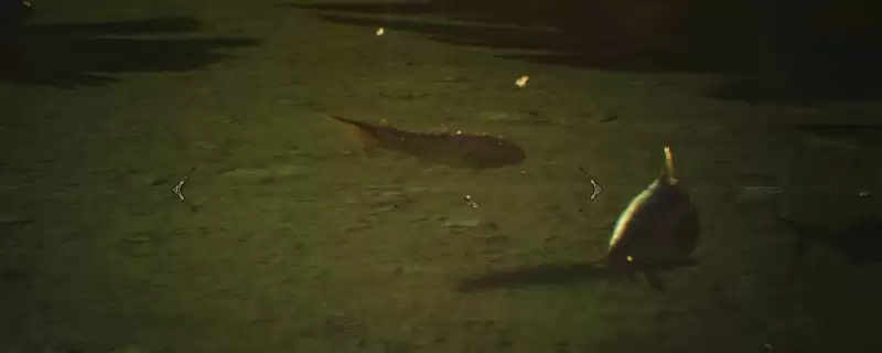 怪物猎人荒野钓刺身鱼攻略技巧_wishdown.com 怪物猎人荒野钓刺身鱼攻略技巧_wishdown.com