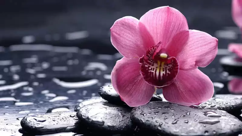 心定 是一个女人最好的风水_wishdown.com 心定 是一个女人最好的风水_wishdown.com