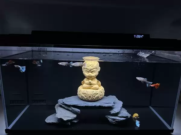 夏天鱼缸水温高怎么降温 当贝鱼缸2S Ultra实测方案_wishdown.com 夏天鱼缸水温高怎么降温 当贝鱼缸2S Ultra实测方案_wishdown.com