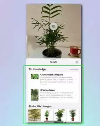 如何使用 iPhone 相机识别植物和花卉? 如何使用 iPhone 相机识别植物和花卉?