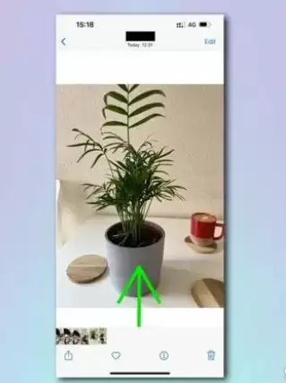 如何使用 iPhone 相机识别植物和花卉? 如何使用 iPhone 相机识别植物和花卉?
