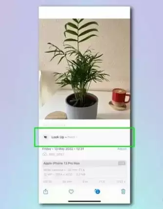 如何使用 iPhone 相机识别植物和花卉? 如何使用 iPhone 相机识别植物和花卉?