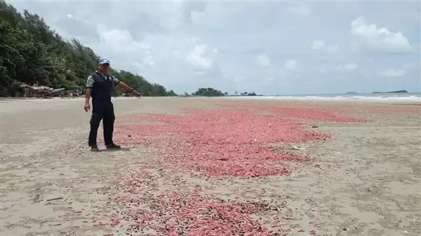 数百万粉色“香肠”出现在泰国海滩:千万别碰、眼睛会瞎!_wishdown.com 数百万粉色“香肠”出现在泰国海滩:千万别碰、眼睛会瞎!_wishdown.com