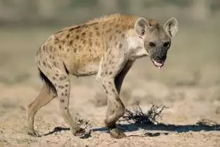 ��ɫɳĮ�๷ͷ����ȡ����