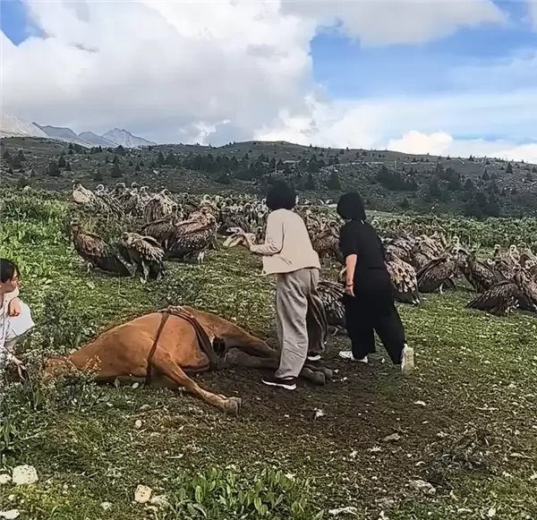 数名女游客驱赶分食死马的秃鹫 当地回应:不应人为干预_wishdown.com 数名女游客驱赶分食死马的秃鹫 当地回应:不应人为干预_wishdown.com