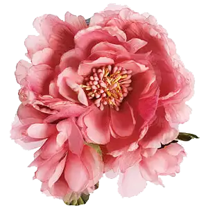 ��ӳ��ͼ����͸�������̳�