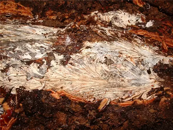 潜伏地下几千年、体重破3万吨!地球上最重生物体是一种蘑菇_wishdown.com 潜伏地下几千年、体重破3万吨!地球上最重生物体是一种蘑菇_wishdown.com