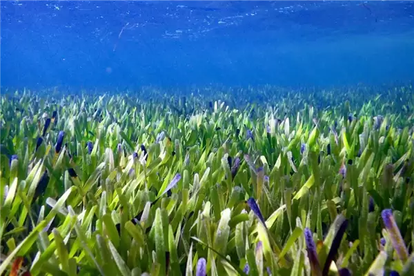 潜伏地下几千年、体重破3万吨!地球上最重生物体是一种蘑菇_wishdown.com 潜伏地下几千年、体重破3万吨!地球上最重生物体是一种蘑菇_wishdown.com