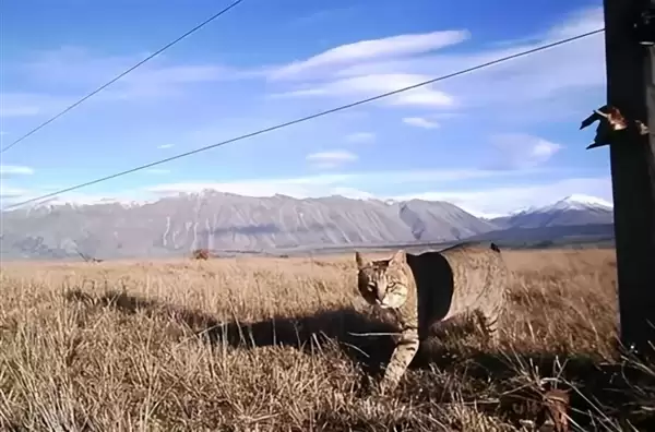 连杀数十只濒危褐鸭!传奇野猫“九命”和人类斗智斗勇3年落网_wishdown.com 连杀数十只濒危褐鸭!传奇野猫“九命”和人类斗智斗勇3年落网_wishdown.com