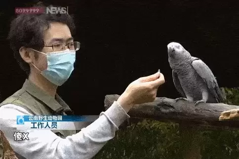 鹦鹉说了一句话 戳破女子杀夫案谎言_wishdown.com 鹦鹉说了一句话 戳破女子杀夫案谎言_wishdown.com