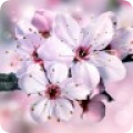 ӣֽ̬app 3.18