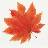 ҶӰԴ븣վ߹ۿapp v1.8.4